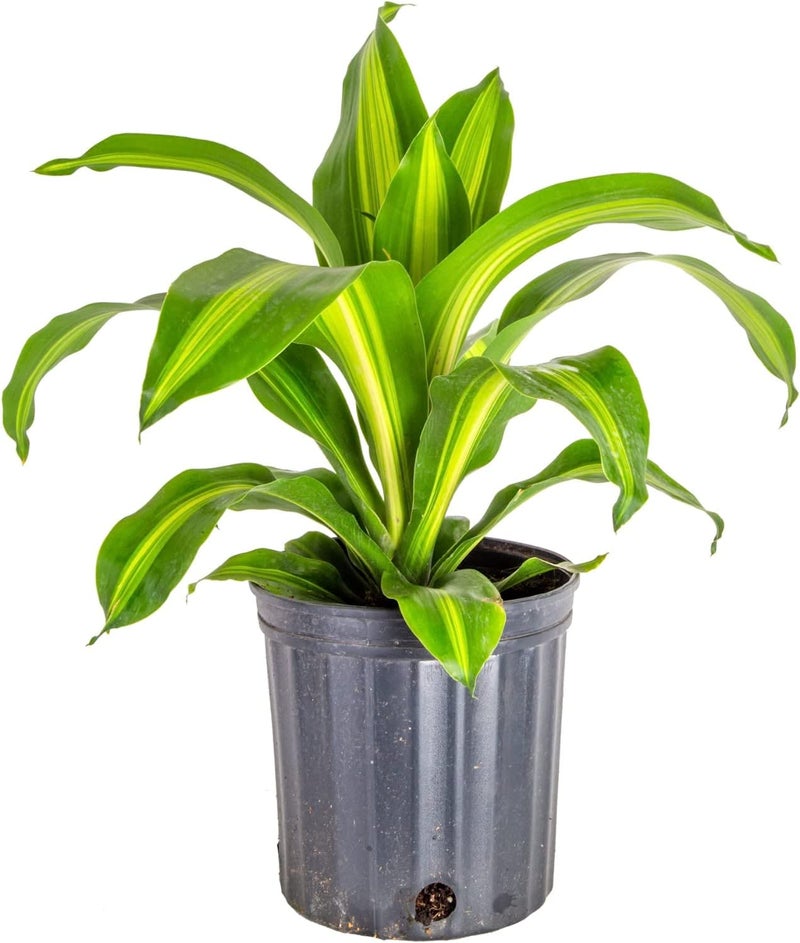 GARDENERA Premium Dracaena Potting Soil Mix - (3 Quart Bag) - Image 2